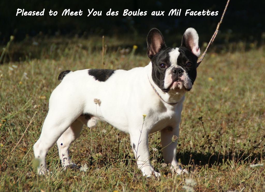 Pleased to meet you des boules aux mil facettes