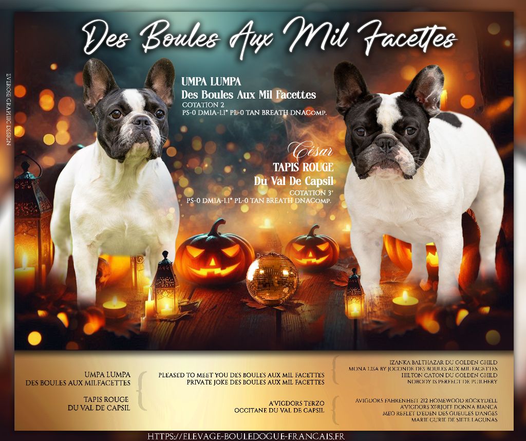 chiot Bouledogue français des boules aux mil facettes