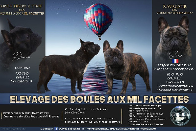 des boules aux mil facettes - Bouledogue français - Portée née le 06/04/2022