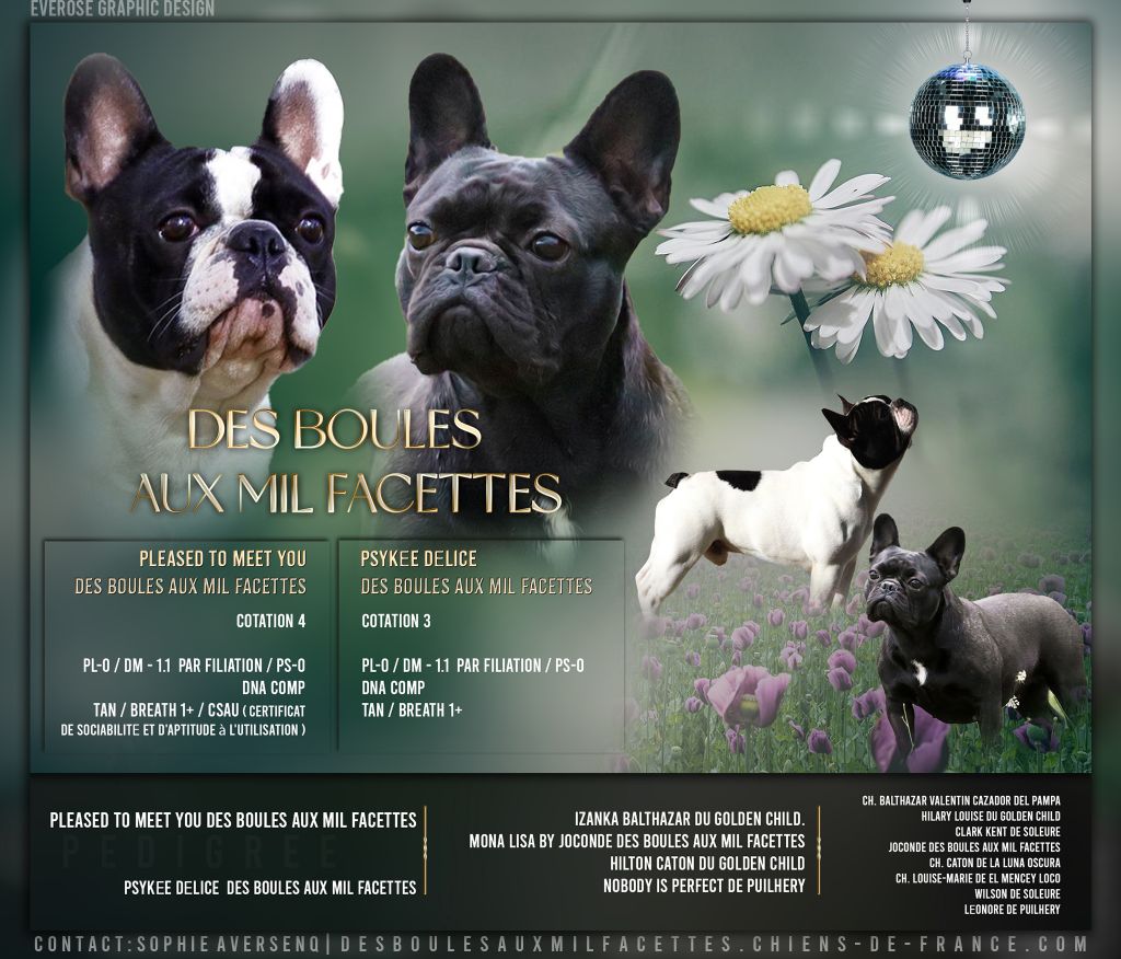 chiot Bouledogue français des boules aux mil facettes