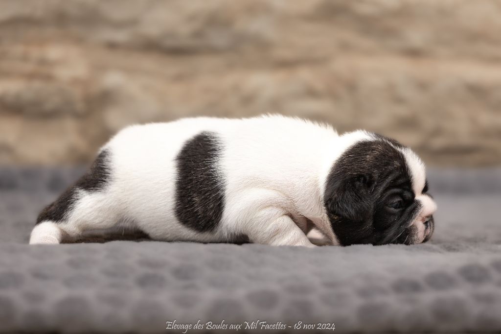 des boules aux mil facettes - Chiot disponible  - Bouledogue français