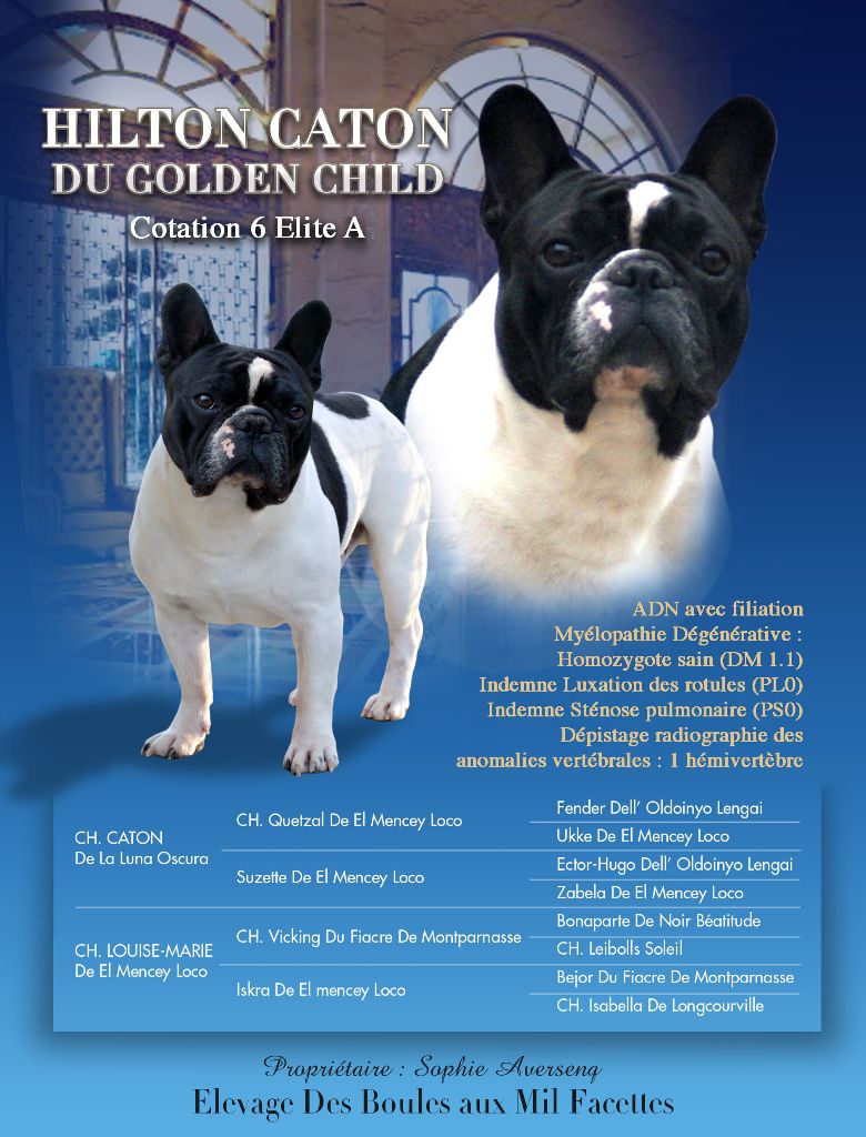 Hilton caton du Golden Child