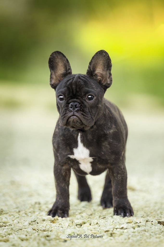 Aloha Du Val De Capsil