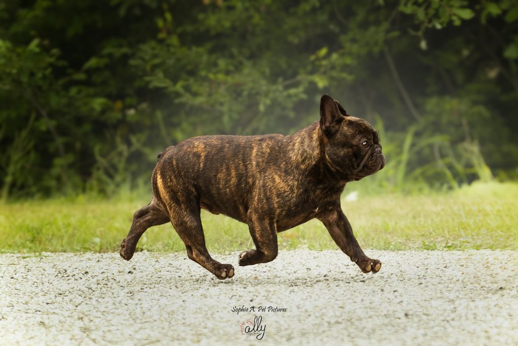 CH. Vauban des boules aux mil facettes