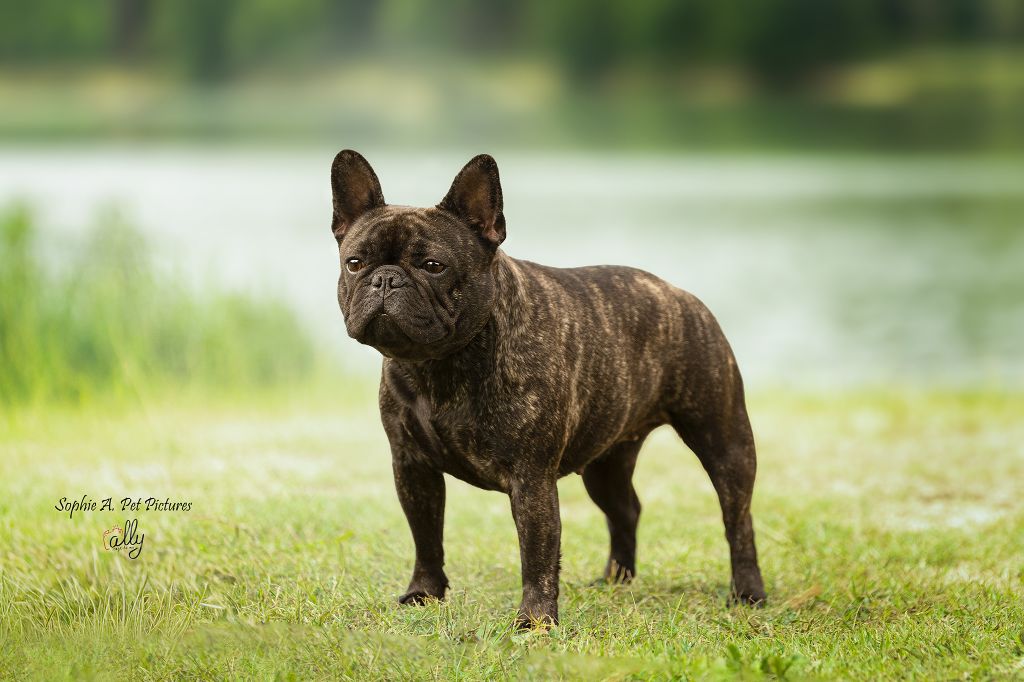 CH. Umami la savoureuse des boules aux mil facettes