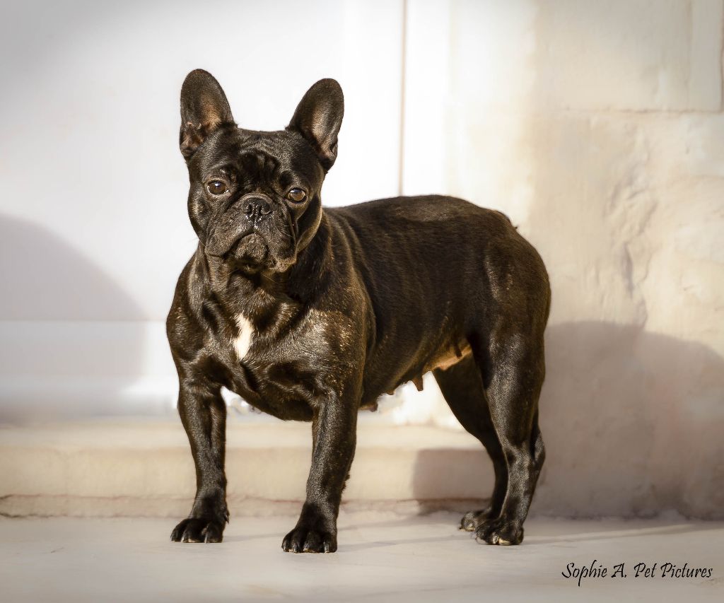 Psykée délice des boules aux mil facettes
