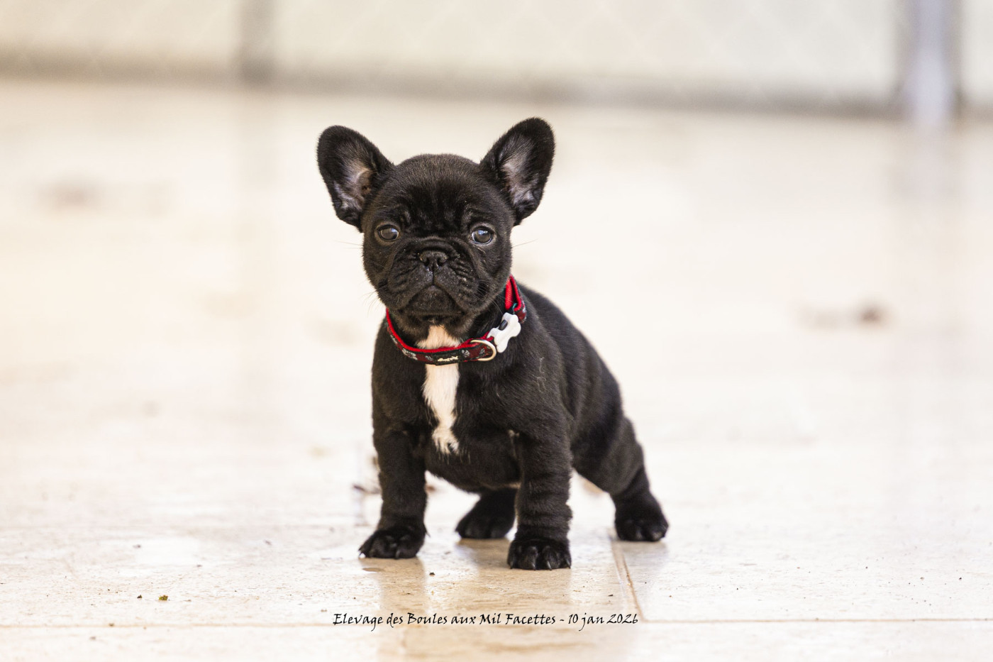 des boules aux mil facettes - Chiots disponibles - Bouledogue français