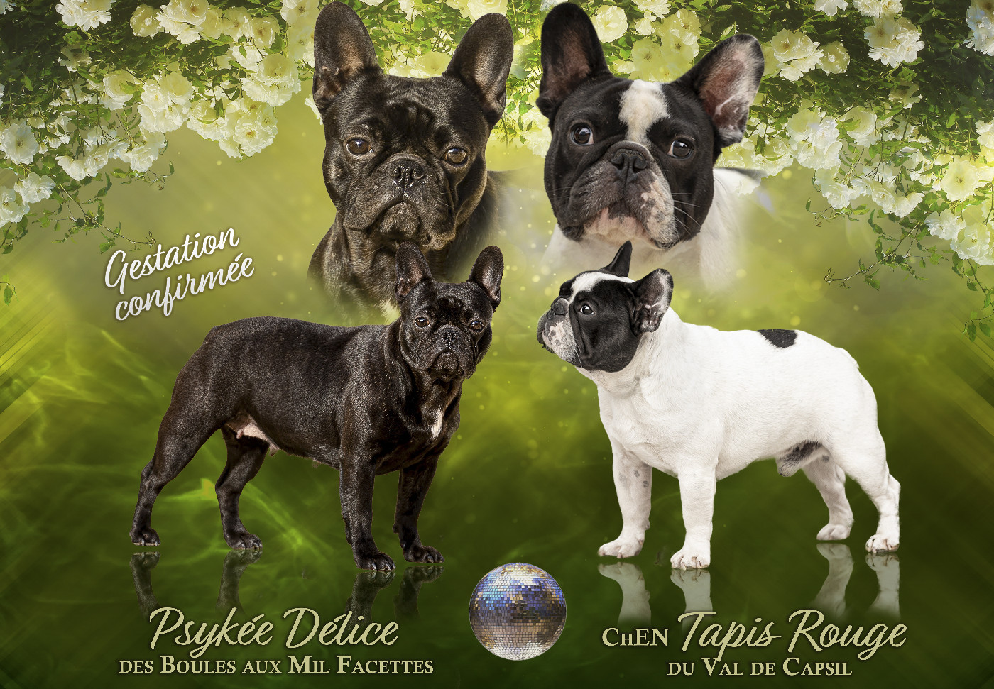 Chiot Bouledogue français des boules aux mil facettes