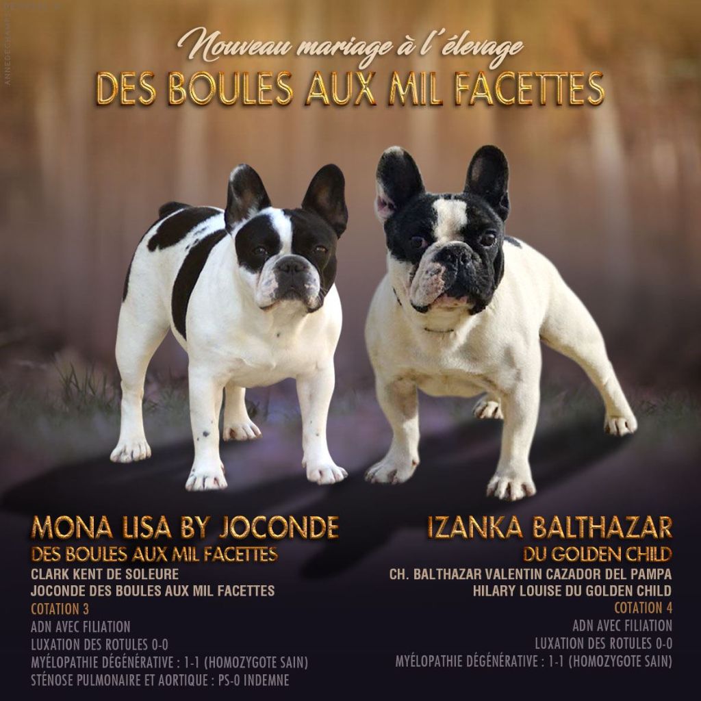 des boules aux mil facettes - Bouledogue français - Portée née le 03/11/2019