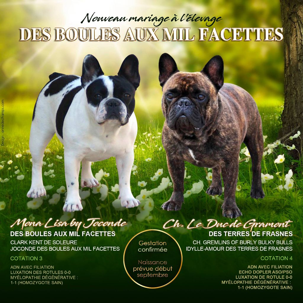 des boules aux mil facettes - Bouledogue français - Portée née le 08/09/2018
