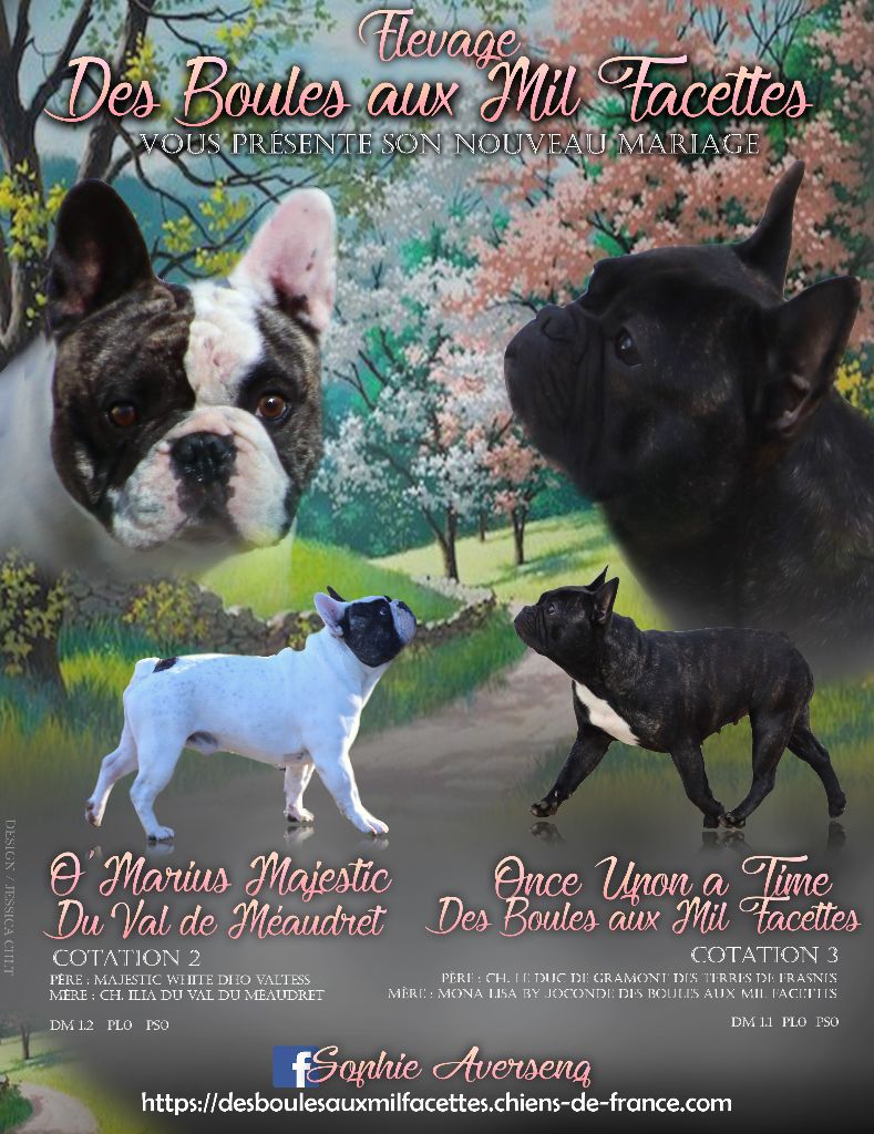 des boules aux mil facettes - Bouledogue français - Portée née le 23/03/2021
