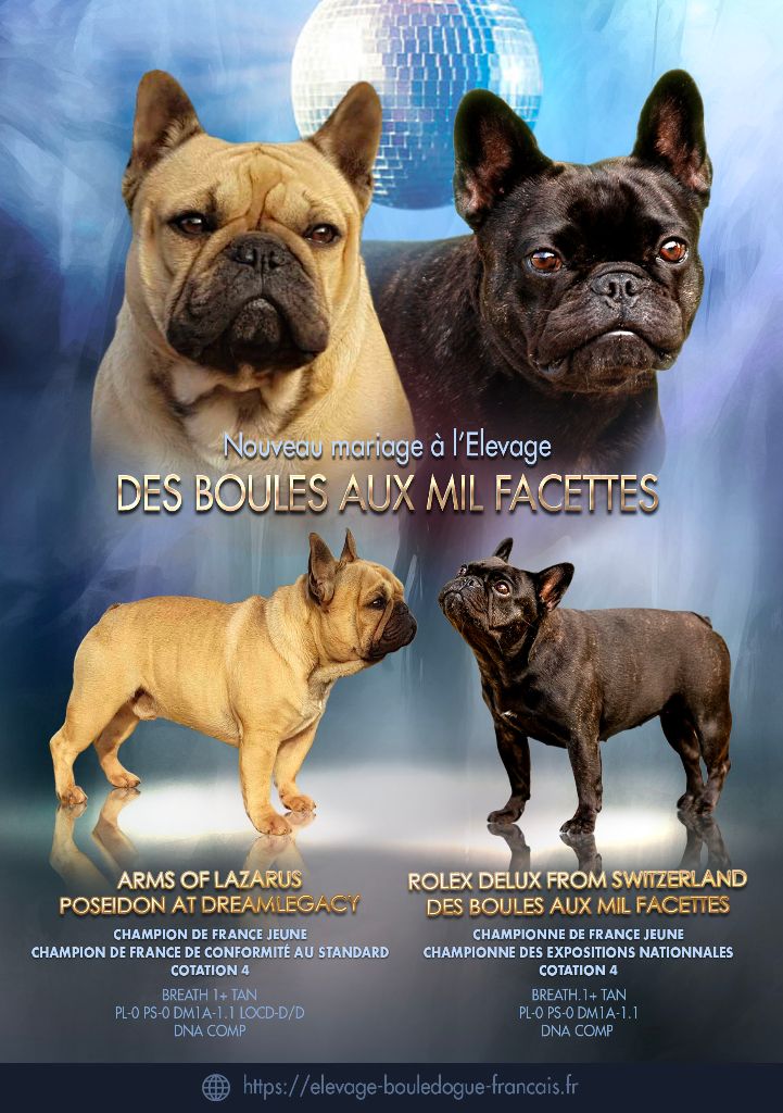 Chiot Bouledogue français des boules aux mil facettes