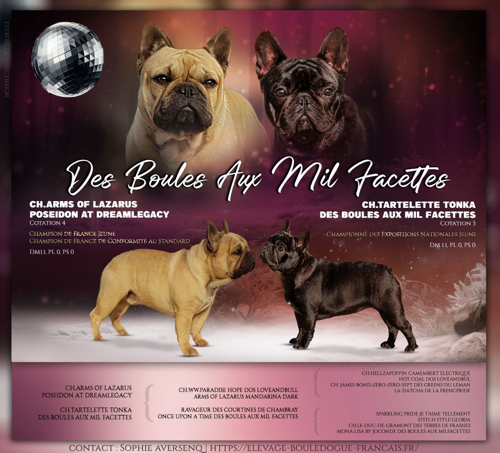 des boules aux mil facettes - Bouledogue français - Portée née le 24/01/2024