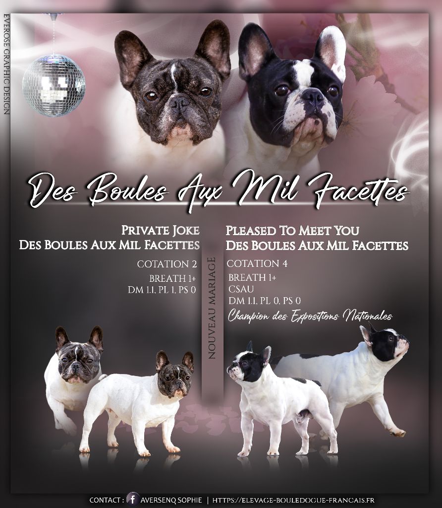 des boules aux mil facettes - Bouledogue français - Portée née le 12/02/2023