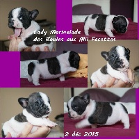 Lady Marmelade