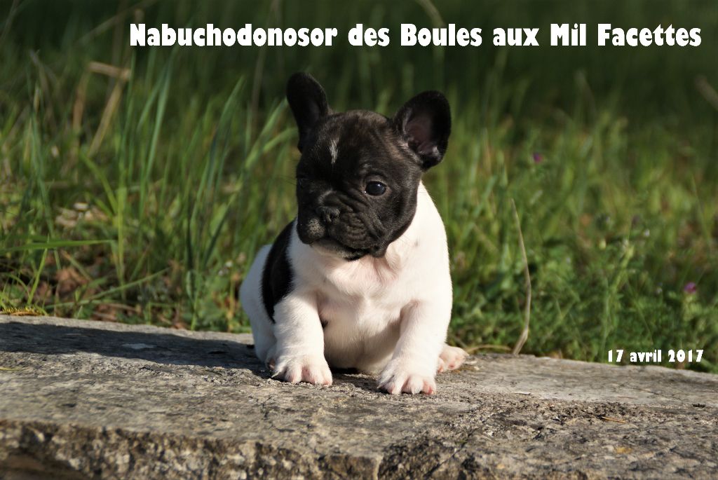 des boules aux mil facettes - Bouledogue français - Portée née le 10/03/2017