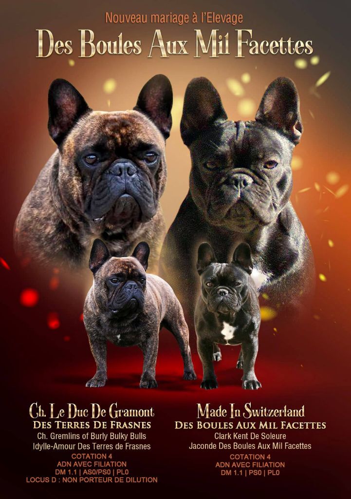 des boules aux mil facettes - Bouledogue français - Portée née le 20/09/2020