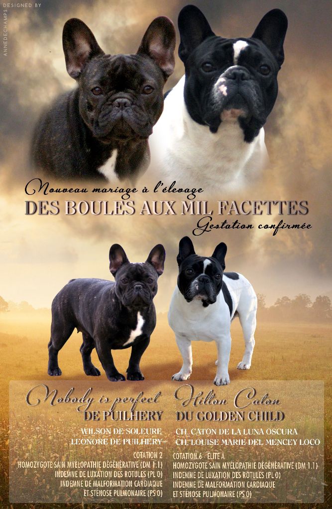 Chiot Bouledogue français des boules aux mil facettes