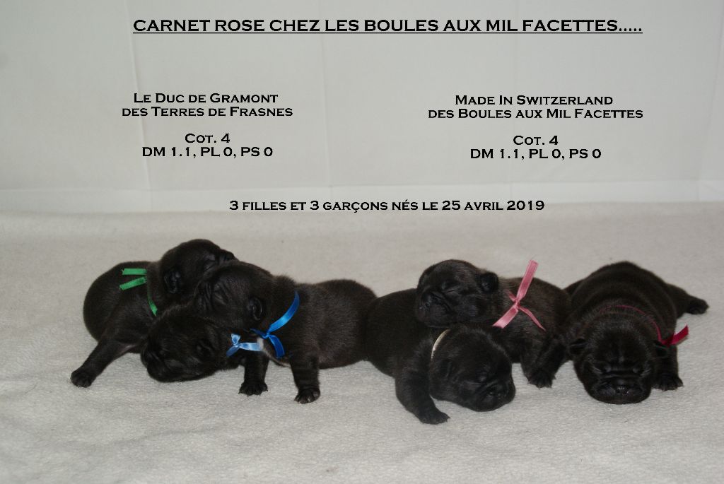 des boules aux mil facettes - Bouledogue français - Portée née le 25/04/2019