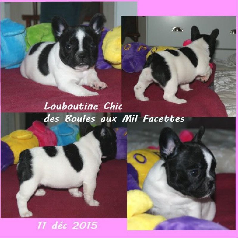 des boules aux mil facettes - Bouledogue français - Portée née le 27/10/2015