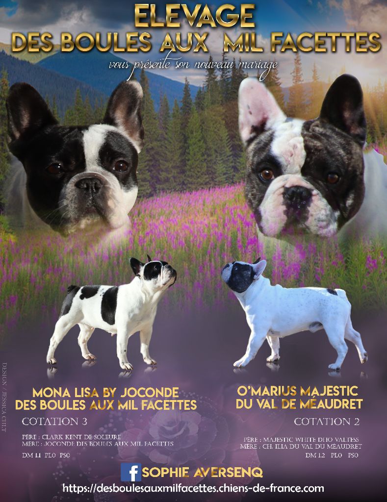des boules aux mil facettes - Bouledogue français - Portée née le 23/03/2021