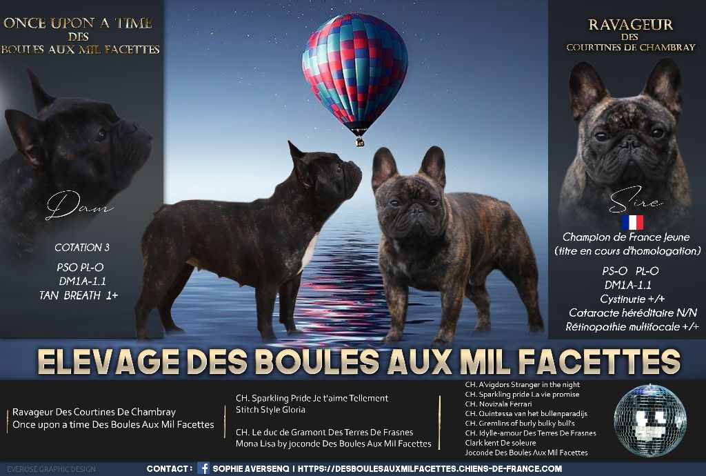 des boules aux mil facettes - Bouledogue français - Portée née le 06/04/2022